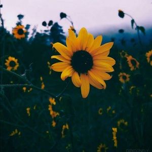 Meet your Posher, Kylee